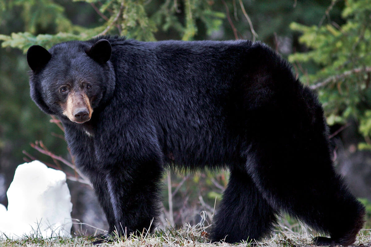 Black Bear