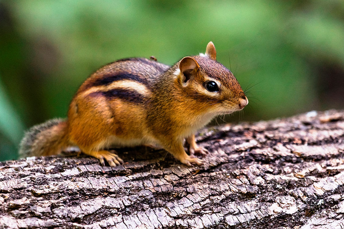 Chipmunk