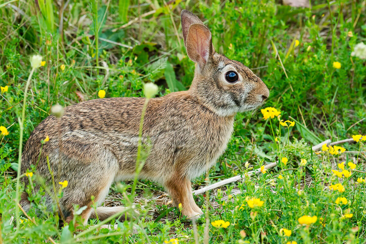 Eastern Cottontail