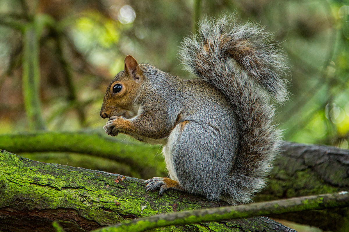 Gray Squirrel