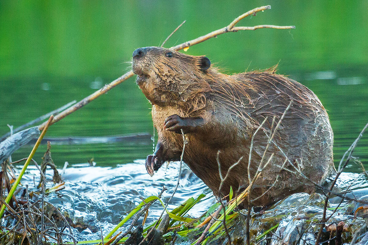 North American Beaver