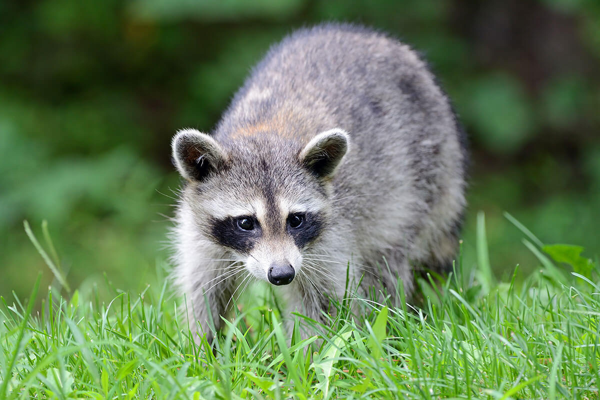 Raccoon