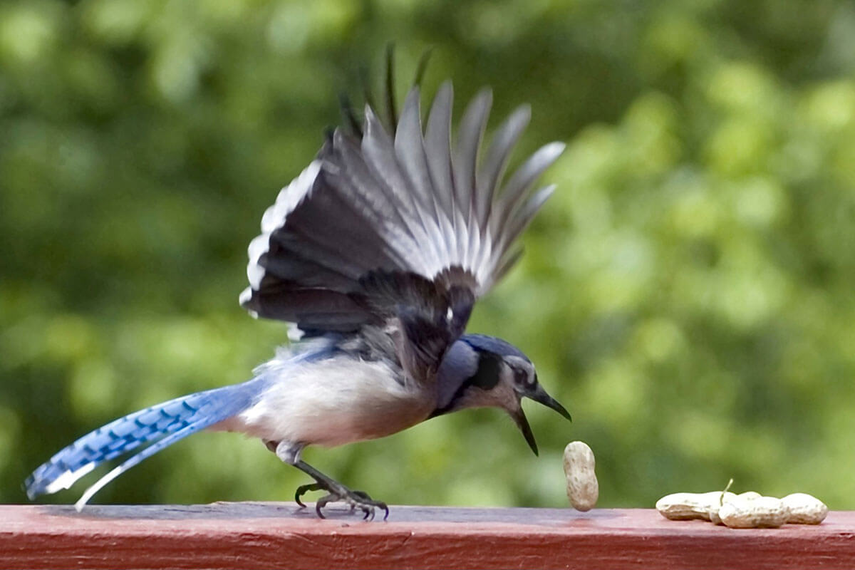 Blue Jay Eating Peanuts