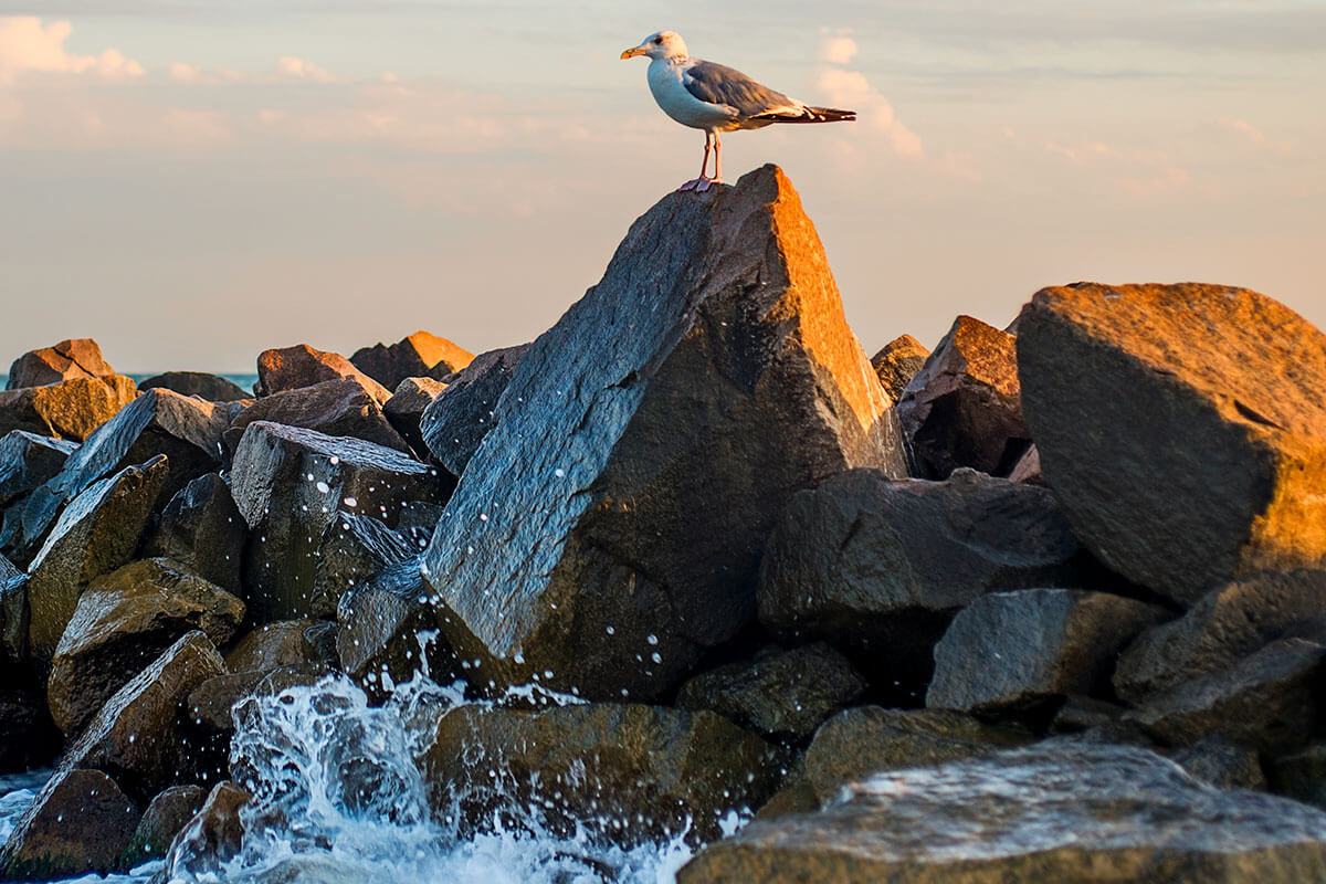 Sea Gull