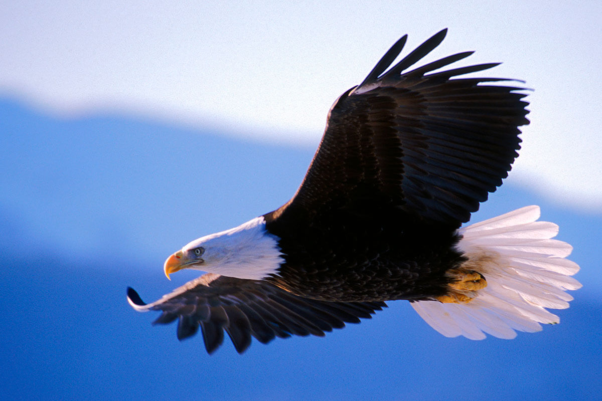 Bald Eagle