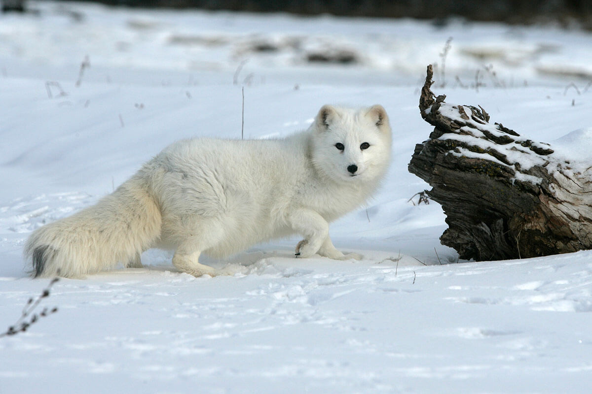 Arctic Fox