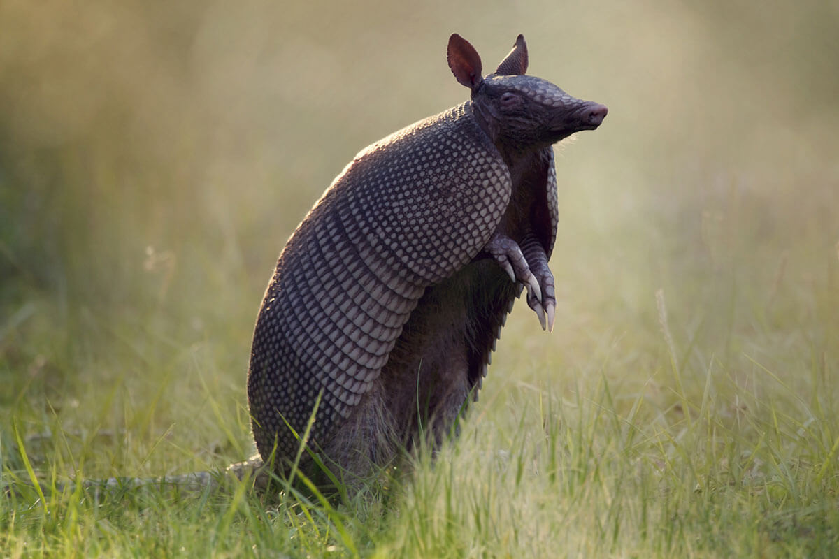 Armadillo